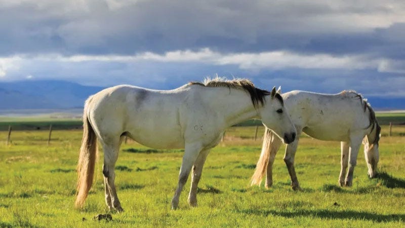 Two white horses stand in a field nibbling on grass with Montana mountains in the background