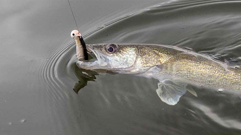 walleye fish on hook in water